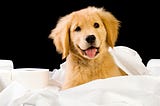 How to potty train your puppy