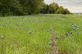 Unforeseen threat to the Texas Bluebonnet