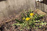 New growth of a dandelion.