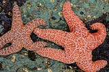 Starfish