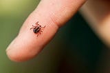 You’ve Been Bit by a Tick. Now What?