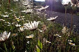 The damage done by “invasives” — the word, not the plants