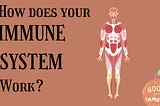 How does your immune system work?