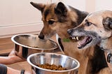 How to Stop Your Dog’s Food Aggression & Resource Guarding