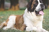 Strongest Dog Breeds That Make Excellent Family Pets