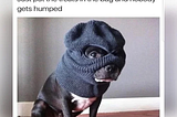 Fur-iously Funny: 25 Best Dog Memes to Cure Your Ruff Day