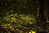 FIREFLIES