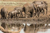 Learn about Waza National Park and other wildlife reserves in Cameroon.