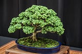 How to Make a Perfect Bonsai Tree: A Step-by-Step Guide
