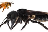 No-one’s Ark: Wallace’s Giant Bee