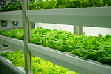 CALCULATING THE CARBON FOOTPRINT OF VERTICAL FARMING AND TRADITIONAL FARMING