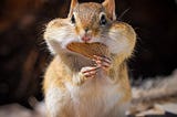 Chipmunk eating a peanut.