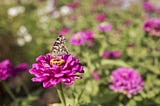 A grey moth sitting on a pink flower with other pink flowers in the background