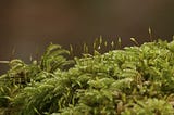 photograph shows moss with fruiting bodies perhaps on a forest floor. The background is dark and blurred