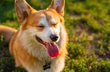 corgi dog with tongue out in the sun on grass