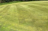 Mid-May! Research Begins, White Clover, and Velocity vs Poa Annua