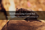 Northern Long-Eared Bat