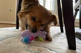 On Pet Loss: How Will I Know If I Am Ready To Adopt Again?