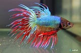 Crowntail Betta Fish: Explore Captivating Colors and Fins