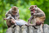 How Writers Can Learn a Thing or Two from Monkeys