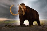 The Tragic End of the Woolly Mammoth