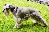 Top 10 Interesting Facts about Cesky Terrier