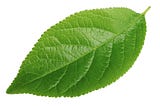 Leaf