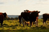 Moving from Servers as Pets to Cattle Part 1