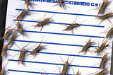 CVs and Crickets: My Encounter with a Forgetful Recruiter