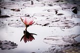 the lotus child