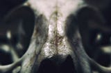 An Encounter With El Chupacabra