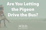Are You Letting a Pigeon Drive Your Bus?