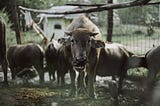 Group of carabaos