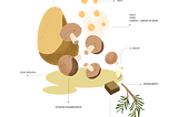 Zuppa di funghi, ceci e patate