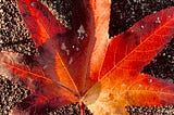 Turn Over An Old Leaf