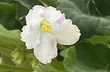 A white violet blossom demonstrating that nature is beautiful and does not control the outcomes.