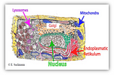 The hydrodynamic problem of Intracellular drug delivery