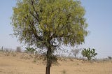 Forty years of fighting desertification: The Banyan shade amongst the Khejri