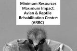 Heart of Conservation Podcast cover of Ep#27 part 1 . A rescued Black kite fledgling at the wildlife rehab centre photographed with permission by the author. Text: Minimum Resources, Maximum Impact: Avian & Reptile Rehabilitation Centre (ARRC).