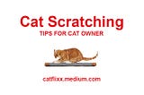 Cat Scratching | Tips For CatOwner