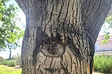 Tree with a knot resembling an eye.