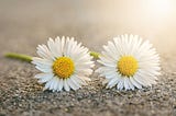 Featured image of this article showing two identical looking flowers loosely representing the topic of this article.