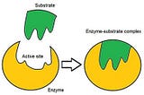 What is Enzymes in human body
