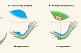 Shh protein in axolotl limb regeneration