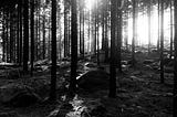 Sun shining through a dense pine forest