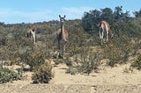 Guanaco