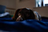 New Year’s Fireworks and Nervous Dogs: A Guide to Keeping Your Canine Companion Calm