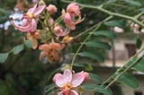 what’s hanging on the trees — Jaipur