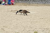 Two geese on a sandy beach