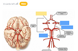 Example of studying an image occlusion card on cerebral vascular supply